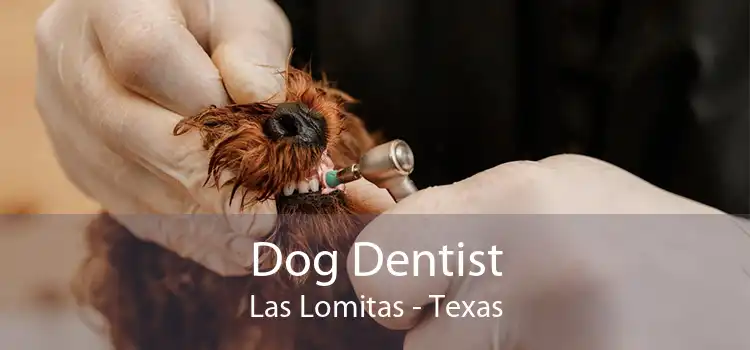 Dog Dentist Las Lomitas - Texas