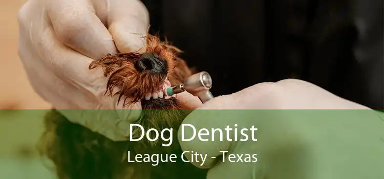 Dog Dentist League City - Texas