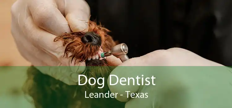 Dog Dentist Leander - Texas