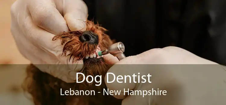 Dog Dentist Lebanon - New Hampshire