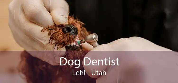 Dog Dentist Lehi - Utah