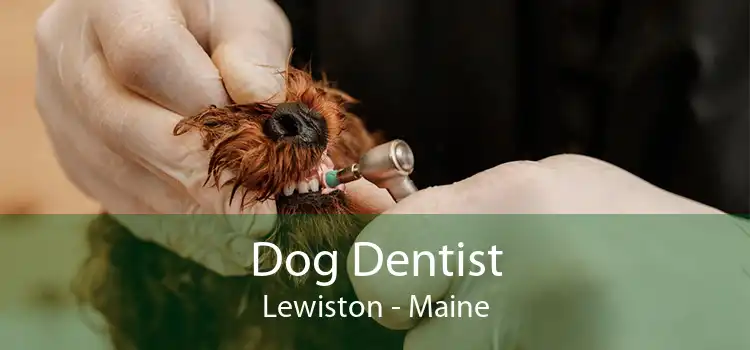 Dog Dentist Lewiston - Maine