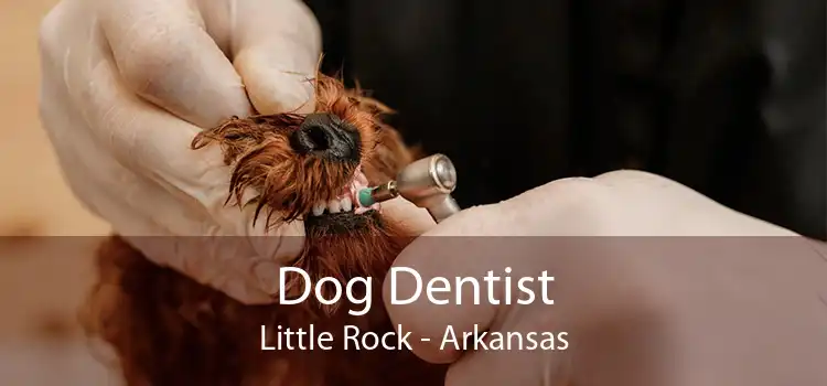Dog Dentist Little Rock - Arkansas