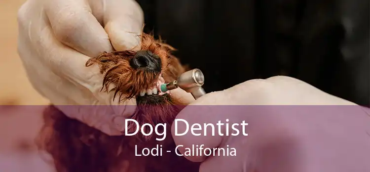 Dog Dentist Lodi - California