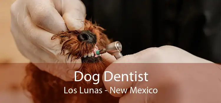 Dog Dentist Los Lunas - New Mexico