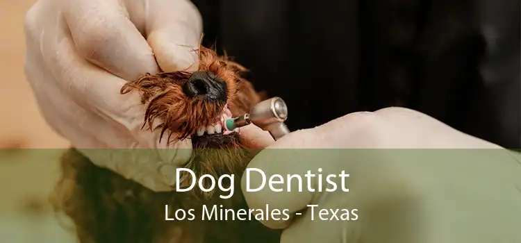 Dog Dentist Los Minerales - Texas