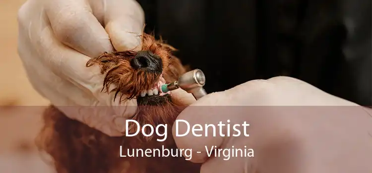 Dog Dentist Lunenburg - Virginia