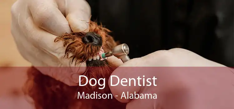 Dog Dentist Madison - Alabama