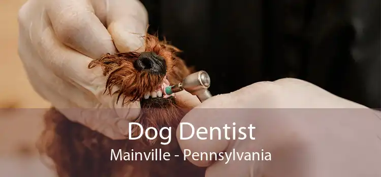 Dog Dentist Mainville - Pennsylvania