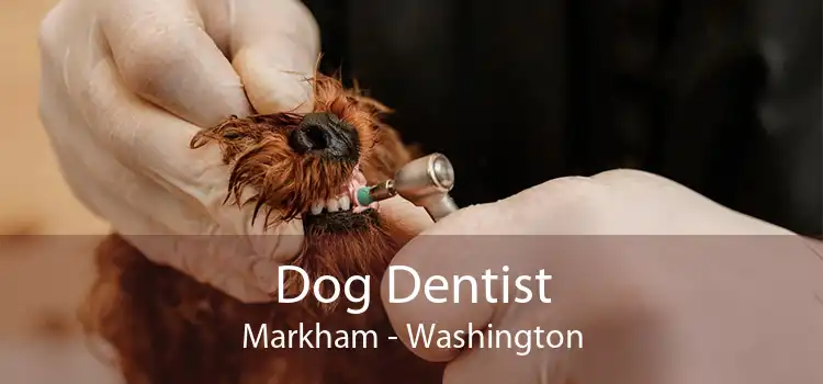 Dog Dentist Markham - Washington
