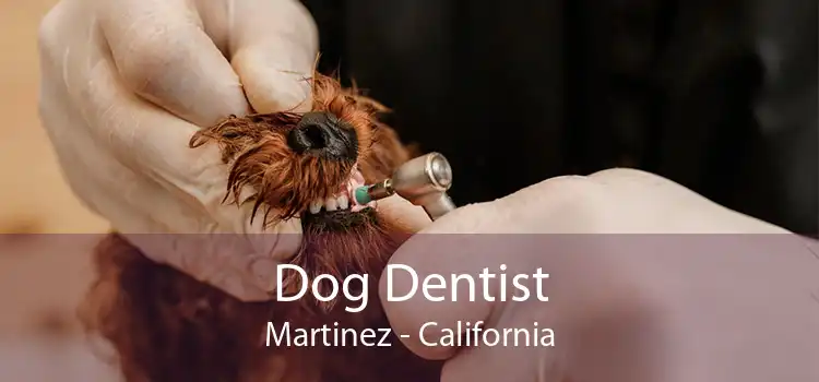 Dog Dentist Martinez - California