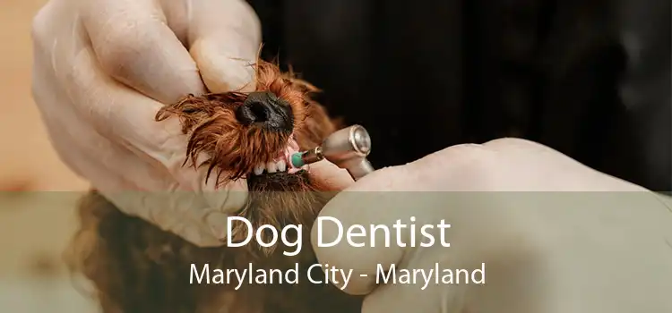 Dog Dentist Maryland City - Maryland