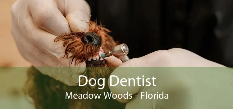 Dog Dentist Meadow Woods - Florida