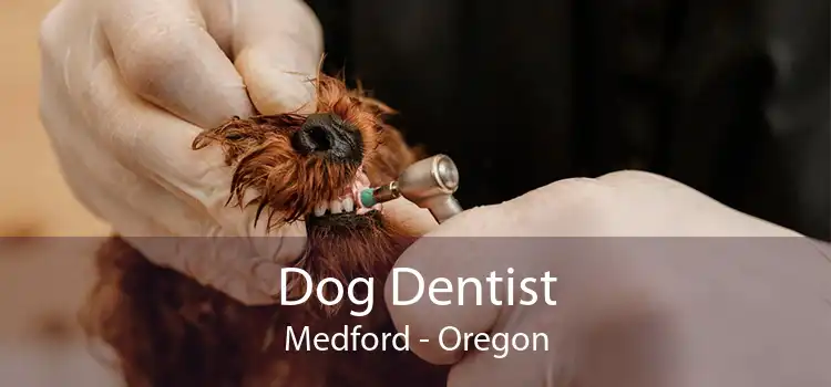 Dog Dentist Medford - Oregon