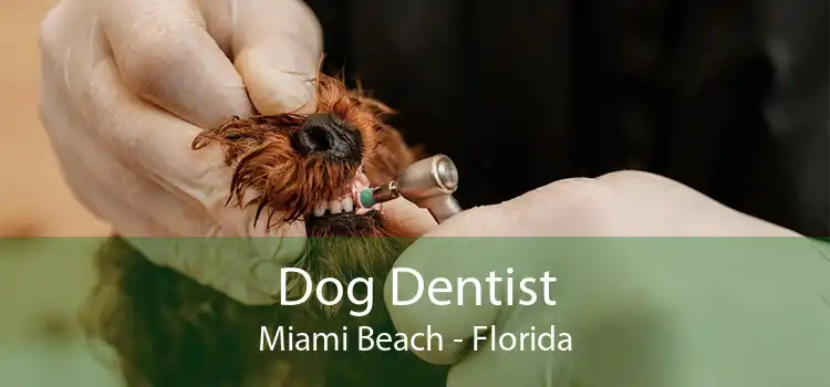 Dog Dentist Miami Beach - Florida