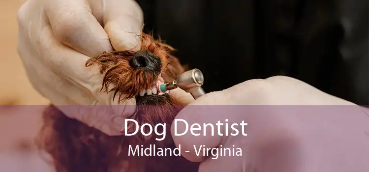 Dog Dentist Midland - Virginia
