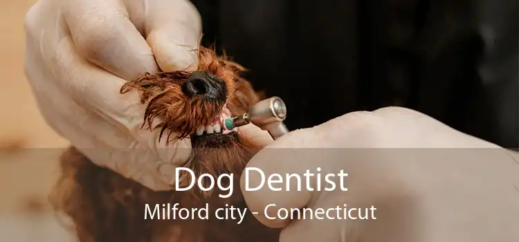 Dog Dentist Milford city - Connecticut