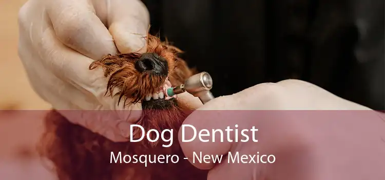 Dog Dentist Mosquero - New Mexico