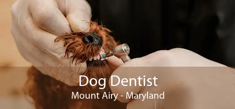 Dog Dentist Mount Airy - Maryland