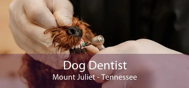 Dog Dentist Mount Juliet - Tennessee