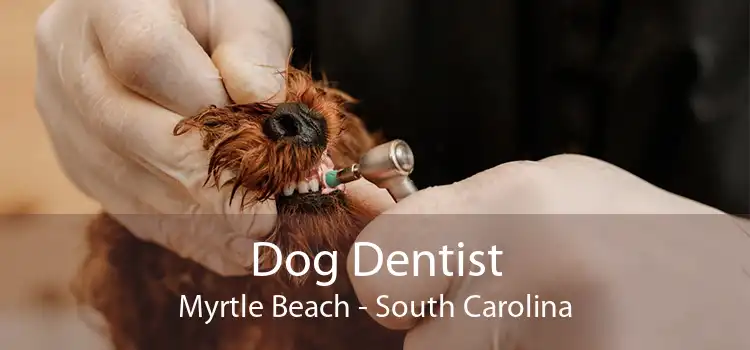 Dog Dentist Myrtle Beach - South Carolina