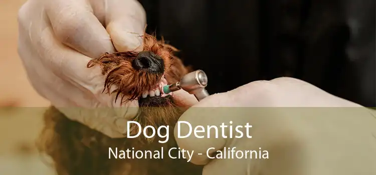 Dog Dentist National City - California