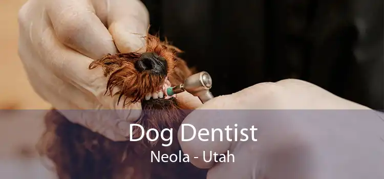 Dog Dentist Neola - Utah