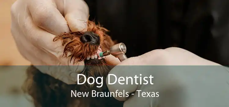 Dog Dentist New Braunfels - Texas