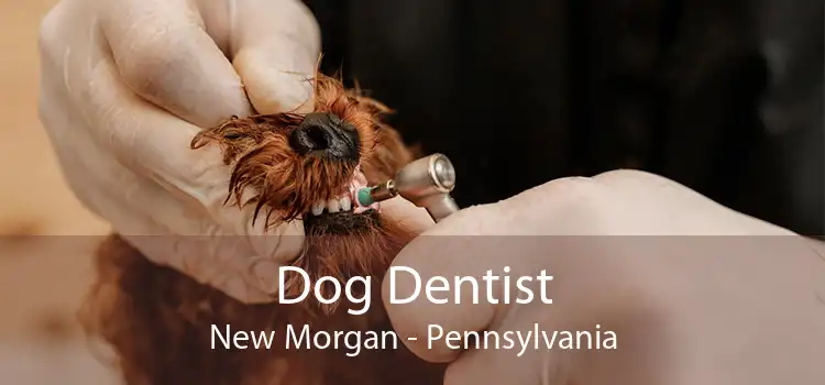 Dog Dentist New Morgan - Pennsylvania