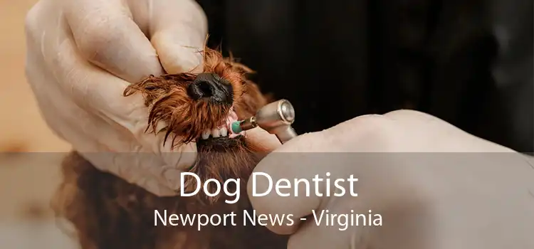 Dog Dentist Newport News - Virginia