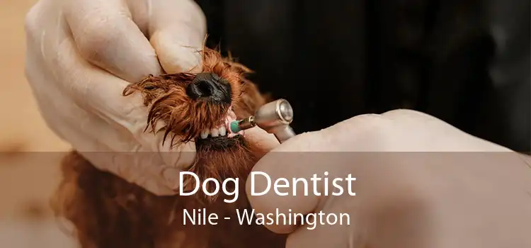Dog Dentist Nile - Washington