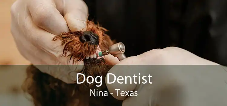 Dog Dentist Nina - Texas