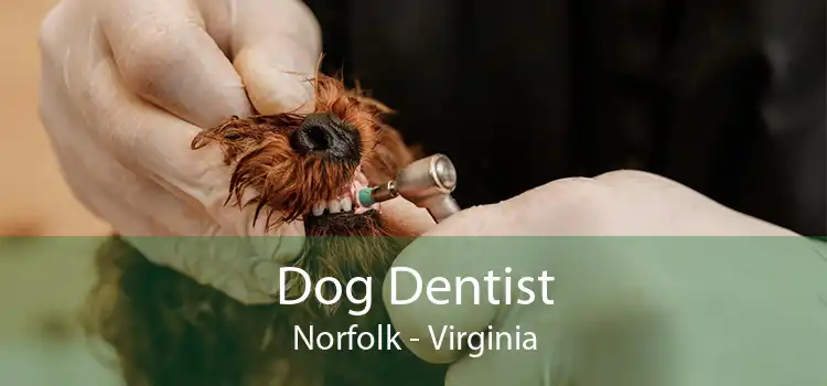 Dog Dentist Norfolk - Virginia