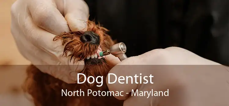 Dog Dentist North Potomac - Maryland