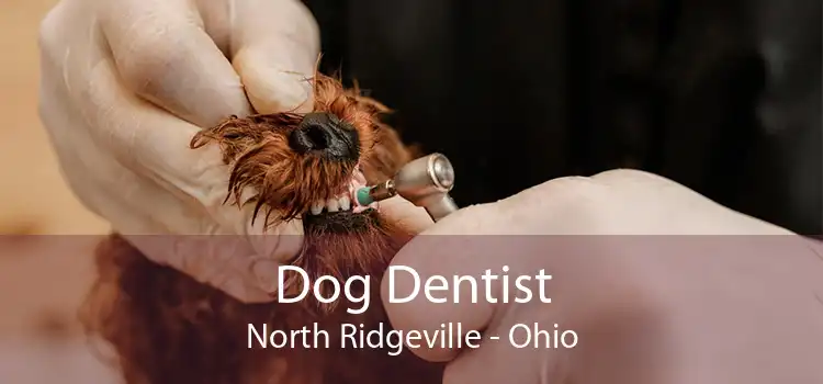 Dog Dentist North Ridgeville - Ohio