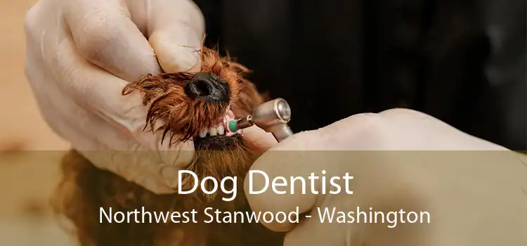 Dog Dentist Northwest Stanwood - Washington