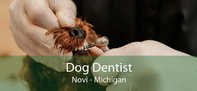 Dog Dentist Novi - Michigan