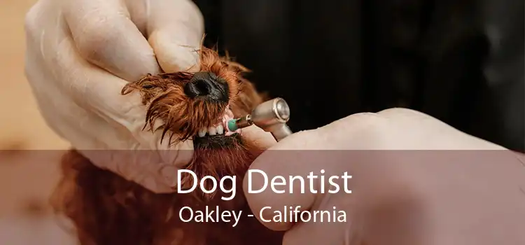 Dog Dentist Oakley - California