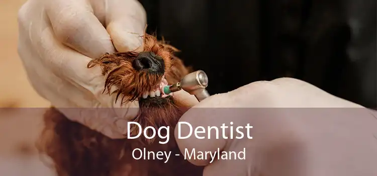 Dog Dentist Olney - Maryland