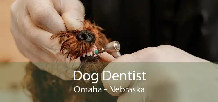 Dog Dentist Omaha - Nebraska