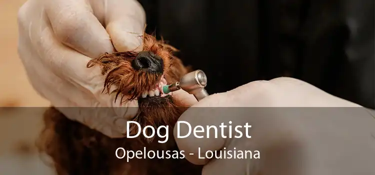 Dog Dentist Opelousas - Louisiana