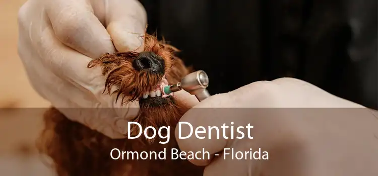 Dog Dentist Ormond Beach - Florida