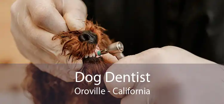 Dog Dentist Oroville - California