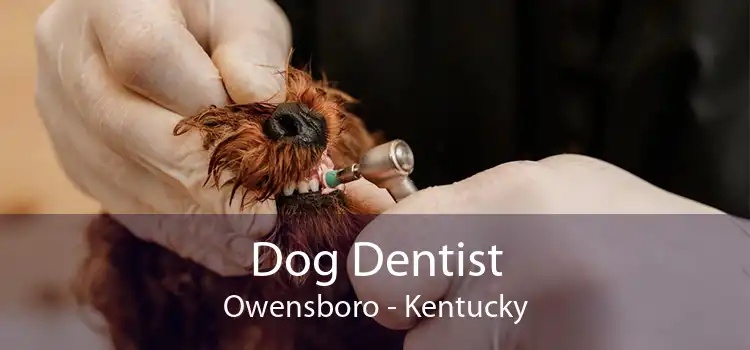 Dog Dentist Owensboro - Kentucky