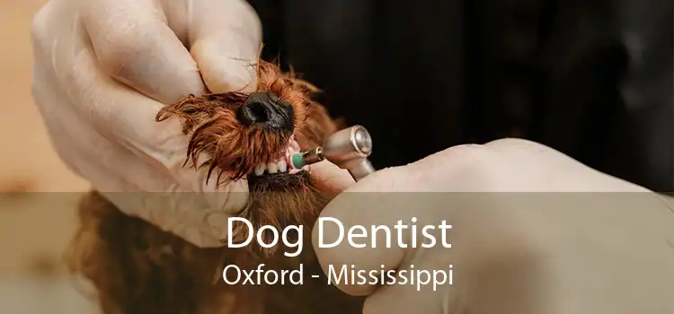 Dog Dentist Oxford - Mississippi