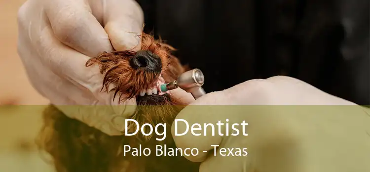 Dog Dentist Palo Blanco - Texas