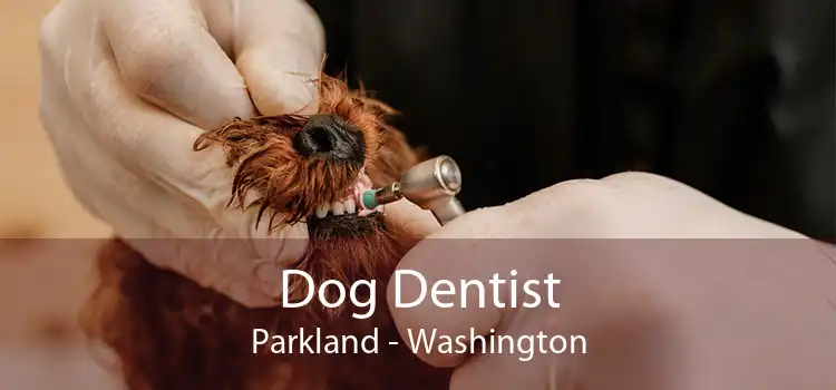 Dog Dentist Parkland - Washington