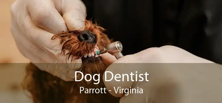 Dog Dentist Parrott - Virginia