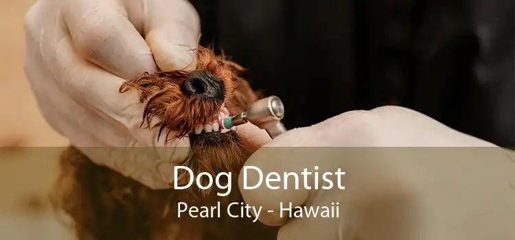 Dog Dentist Pearl City - Hawaii