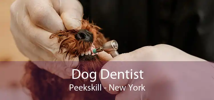 Dog Dentist Peekskill - New York